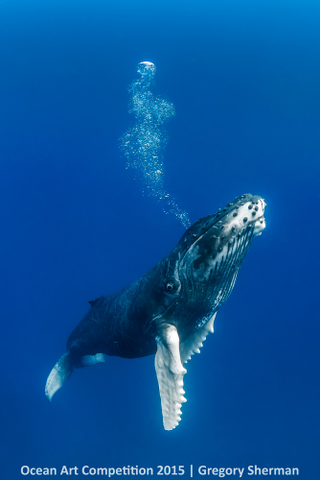 Illustration for article titled These Photos Show the Alien Beauty of Life Underwater